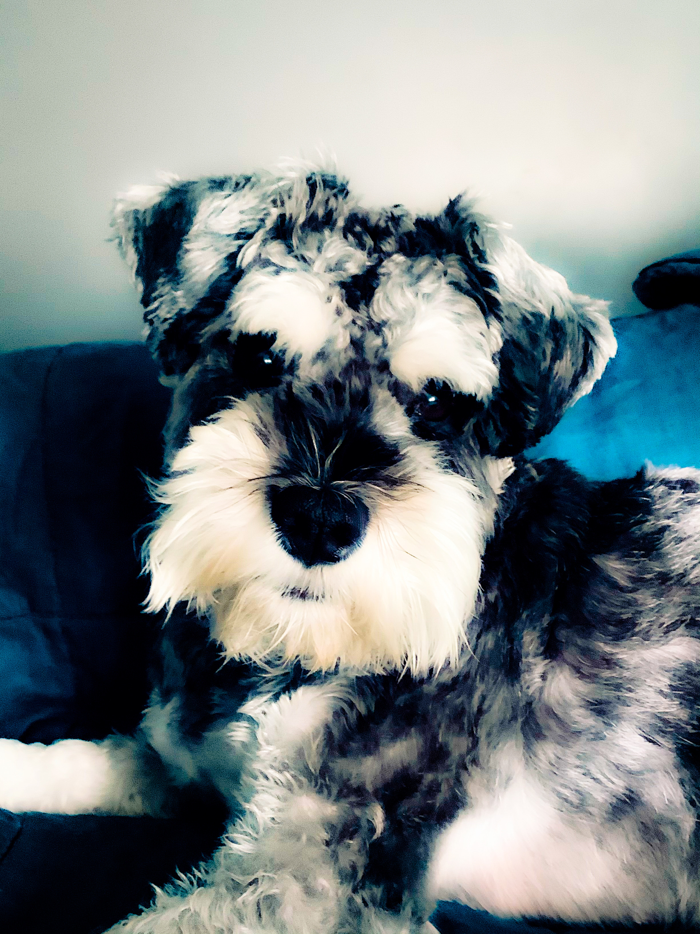 An adorable black, grey and white Schnauzer lounging on a sofa and looking into the camera